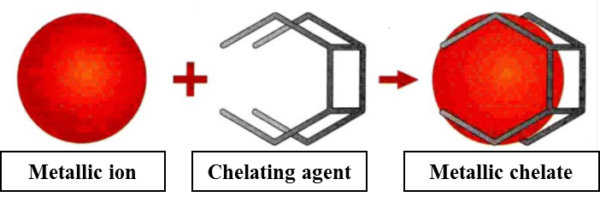 Chelating Agents To Treat The Iron Chlorosis Definition And Mechanism